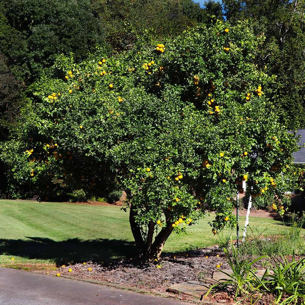 Hardy Orange Tree 'Flying Dragon' - Image 3