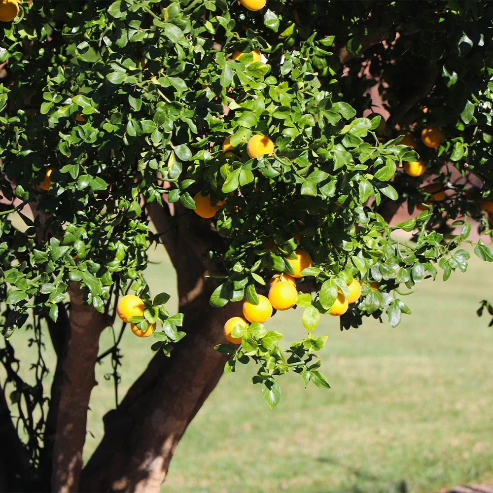 Hardy Orange Tree 'Flying Dragon' - Image 6