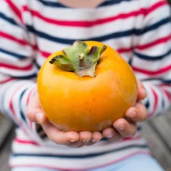 Giant Fuyu Persimmon Tree