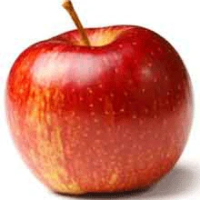 Gravenstein Apple Tree