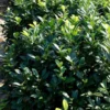 Greenfinity Cherry Laurel