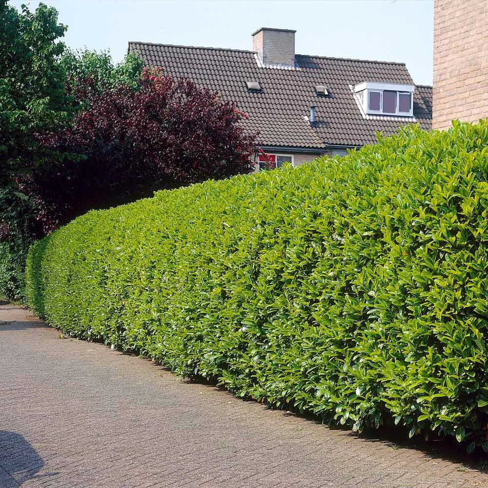 Greenfinity Cherry Laurel - Image 3