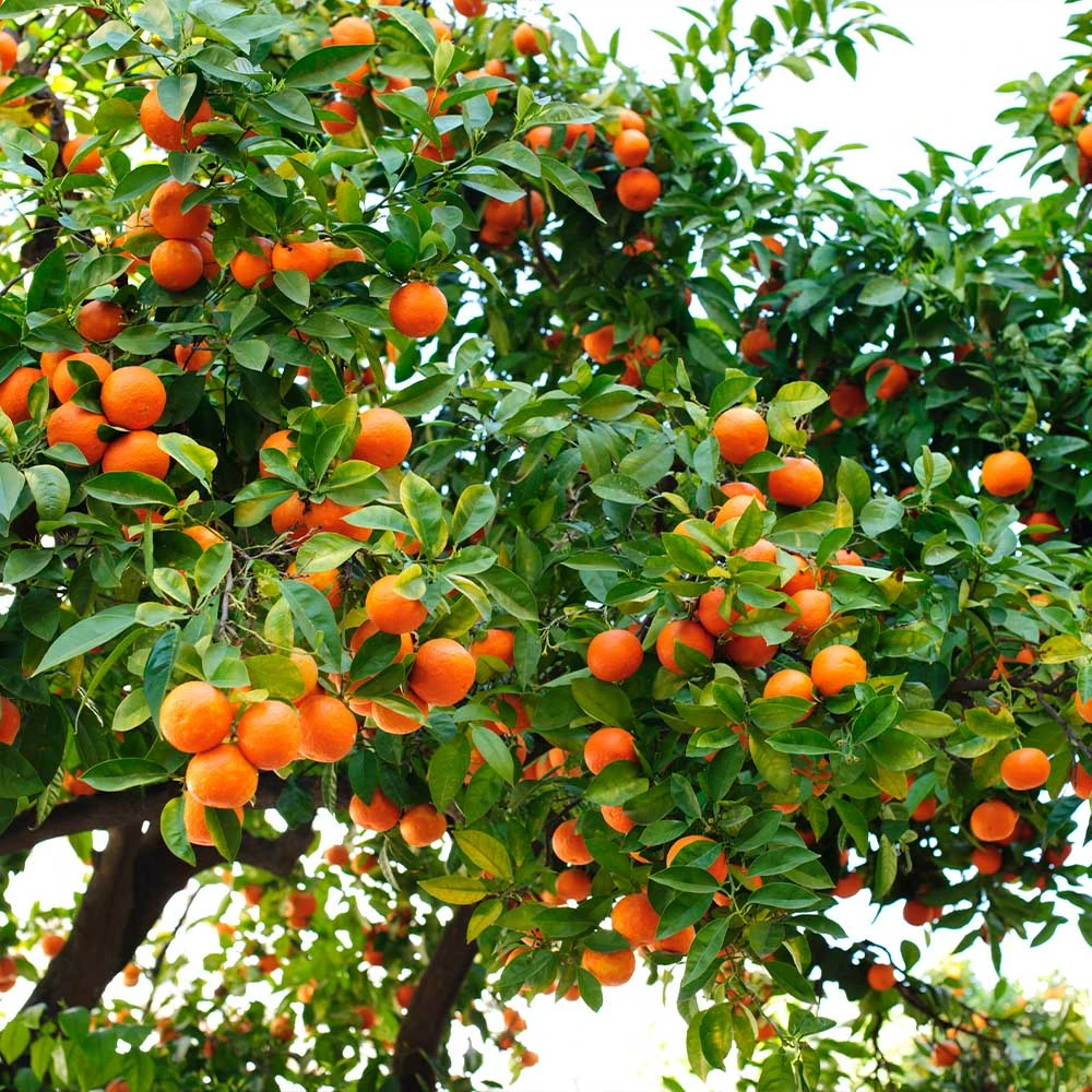 Hamlin Sweet Orange Tree - Image 3