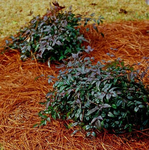 Harbor Belle Nandina Shrub - Image 2