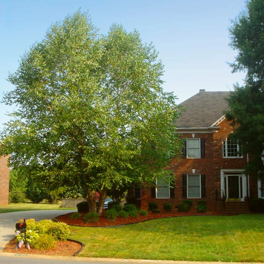 Heritage River Birch Tree - Image 2