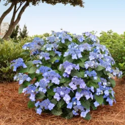 Endless Summer® Pop Star® Bigleaf Hydrangea