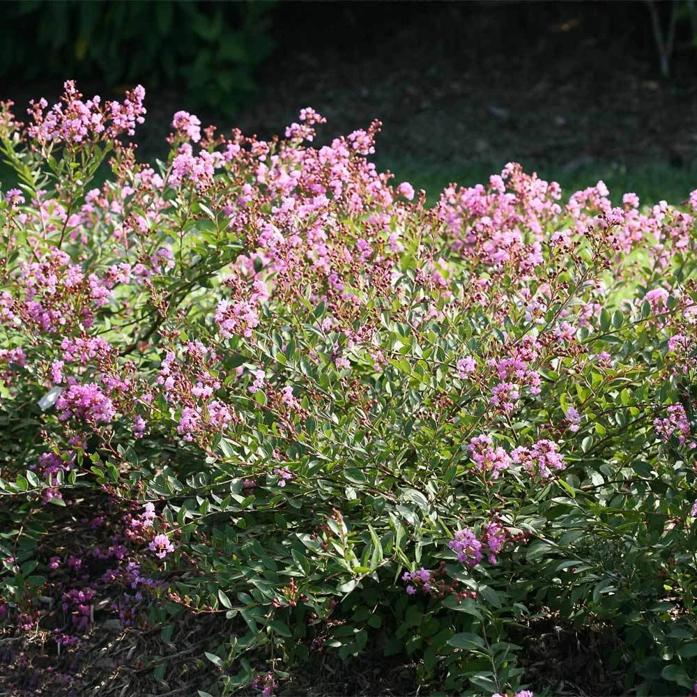 Infinitini® Orchid Dwarf Crape Myrtle Tree - Image 2
