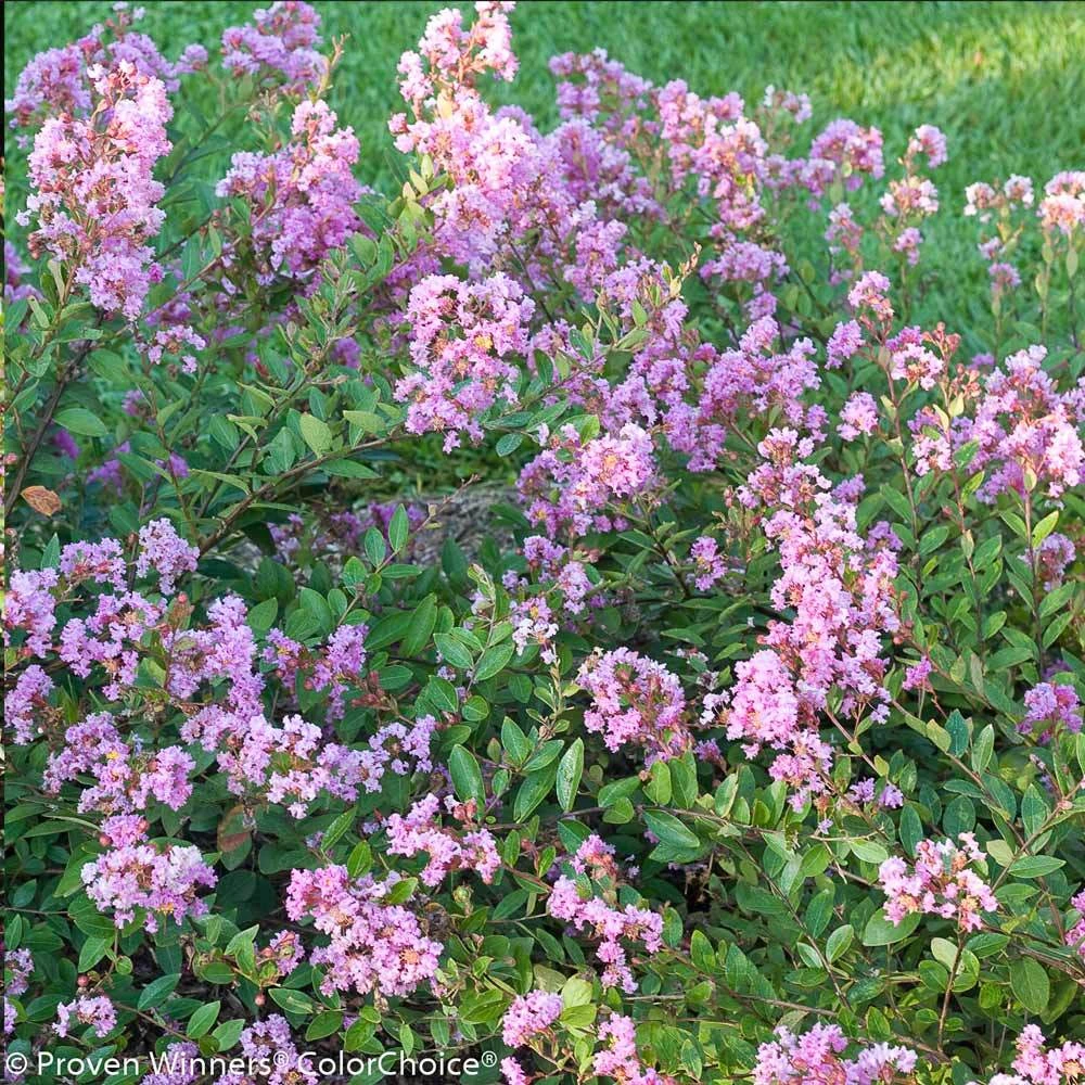 Infinitini® Orchid Dwarf Crape Myrtle Tree - Image 3