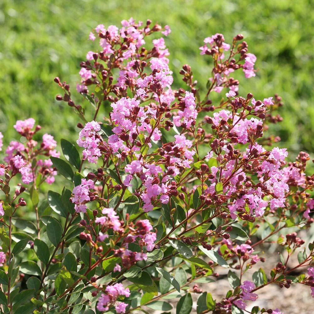 Infinitini® Orchid Dwarf Crape Myrtle Tree - Image 4
