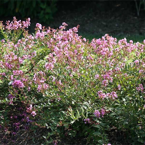 Infinitini® Orchid Dwarf Crape Myrtle Tree