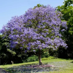 Jacaranda Tree