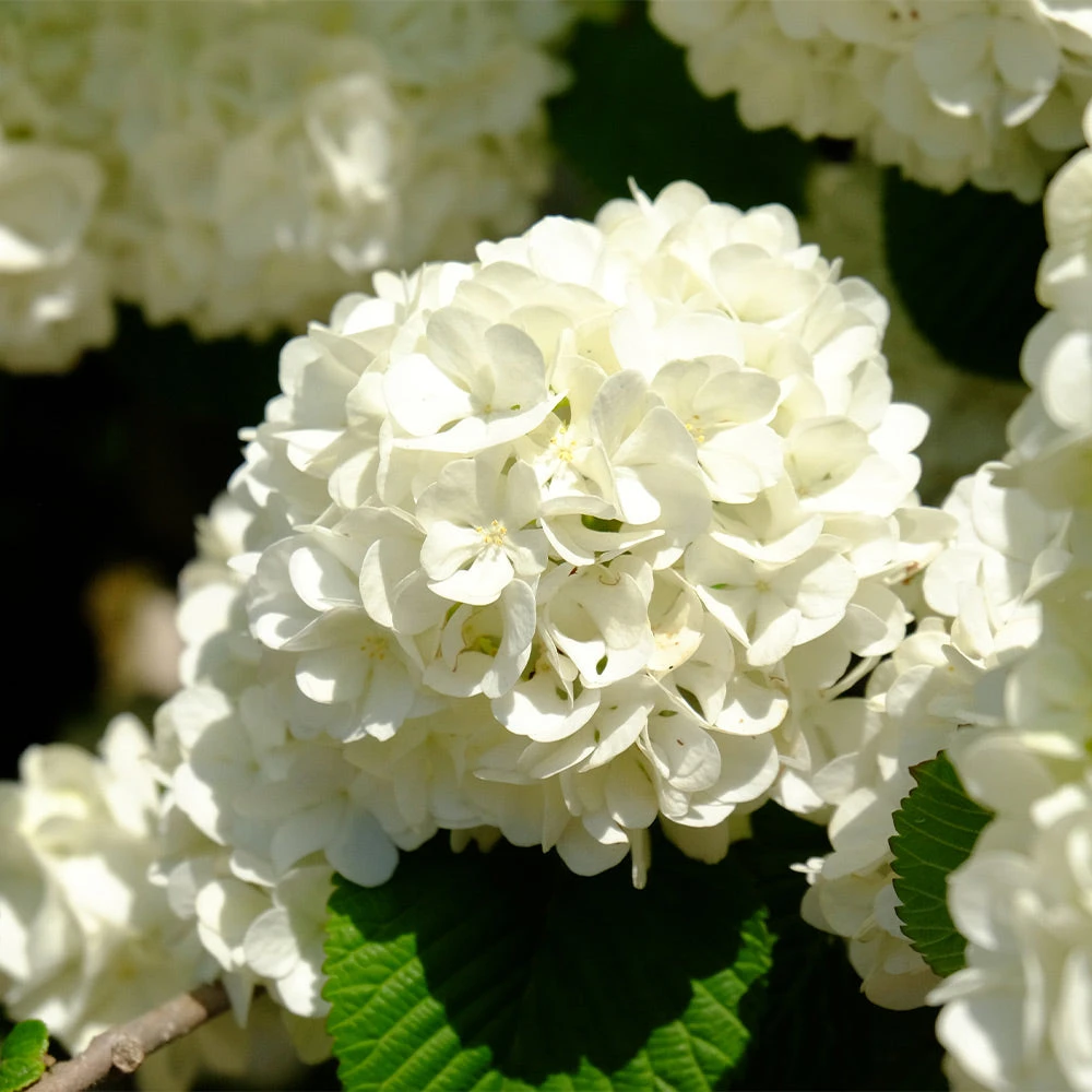 Japanese Snowball Bush - Image 5