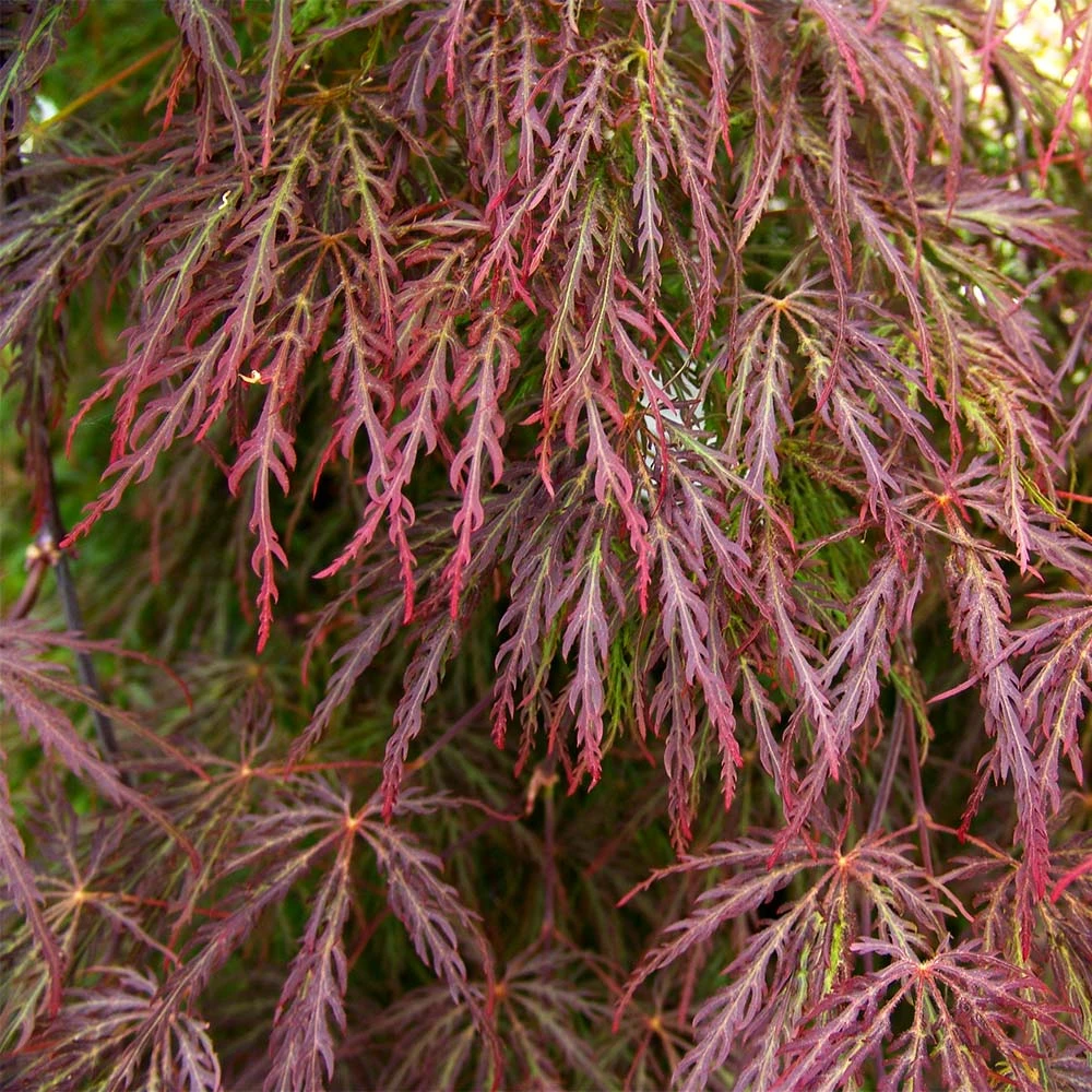 Red Select Japanese Maple - Image 4