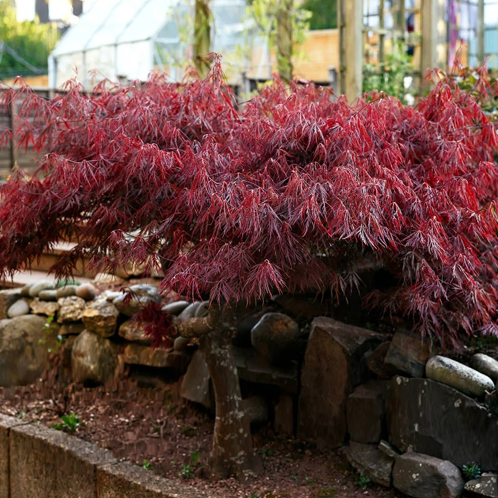Red Select Japanese Maple - Image 3