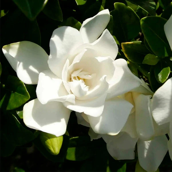 Jubilation™ Gardenia Shrub