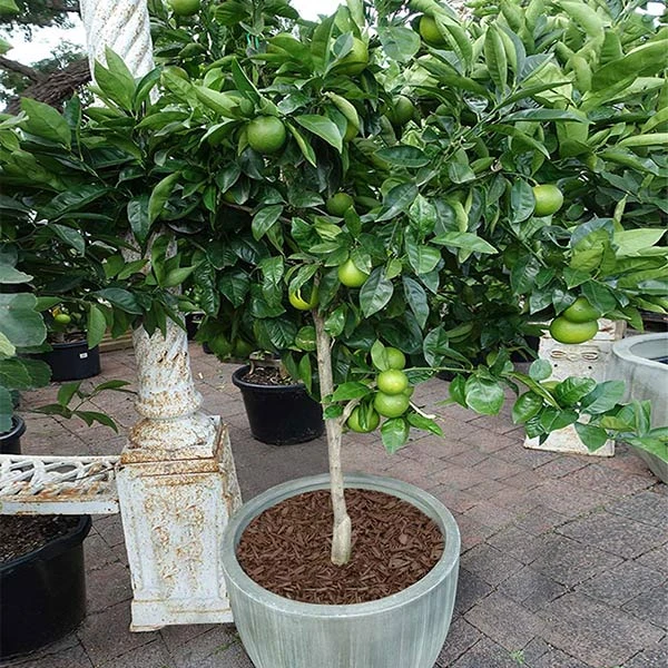 Key Lime Tree - Image 2