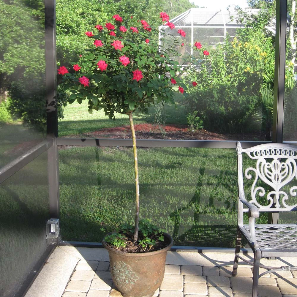 Knock Out® Rose Tree - Image 3