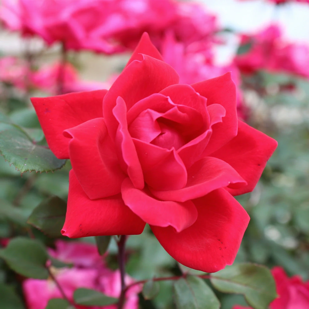 Knock Out® Rose Tree - Image 4