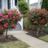 Knock Out® Rose Tree