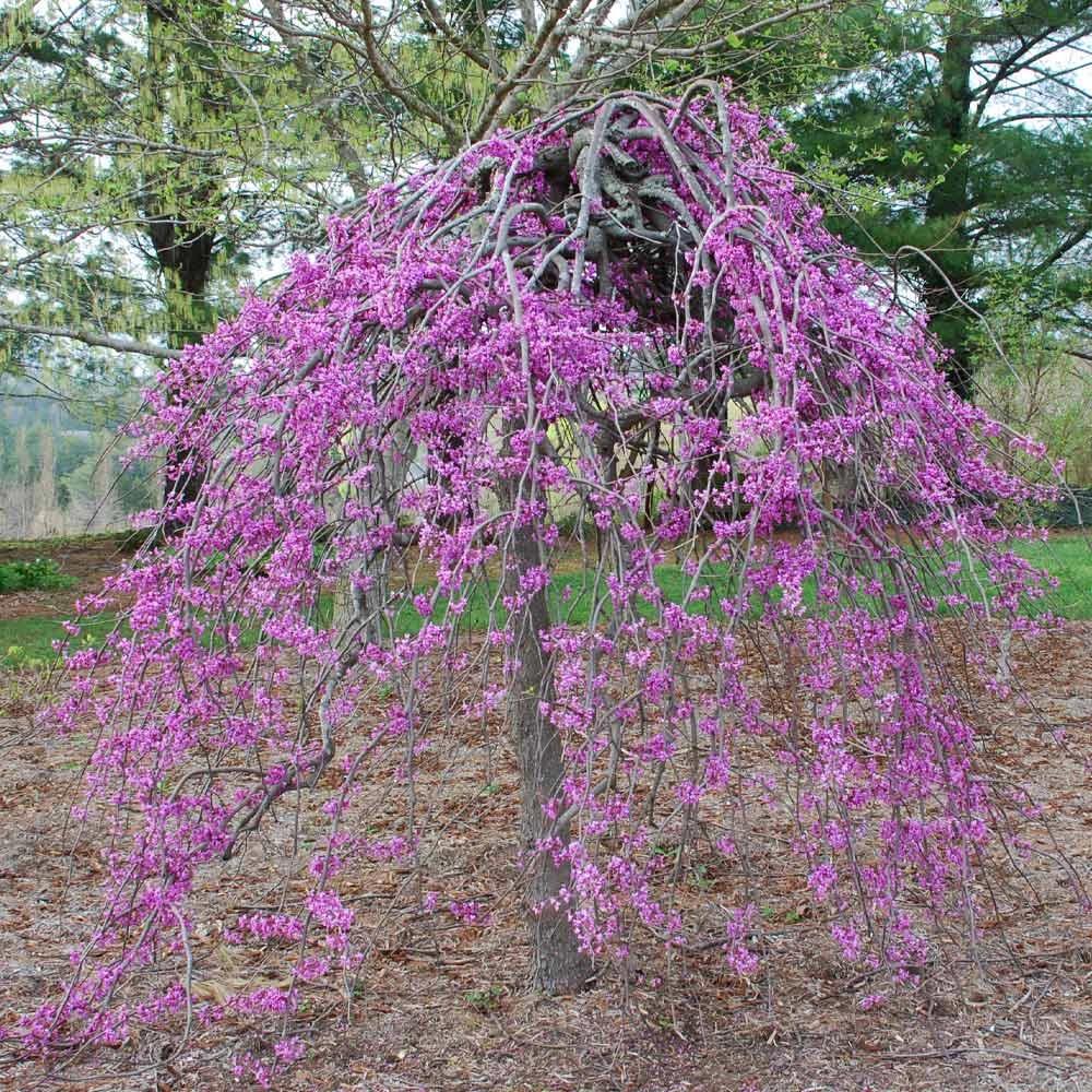 Lavender Twist® Weeping Redbud Tree - Image 3