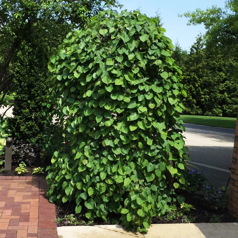 Lavender Twist® Weeping Redbud Tree - Image 2