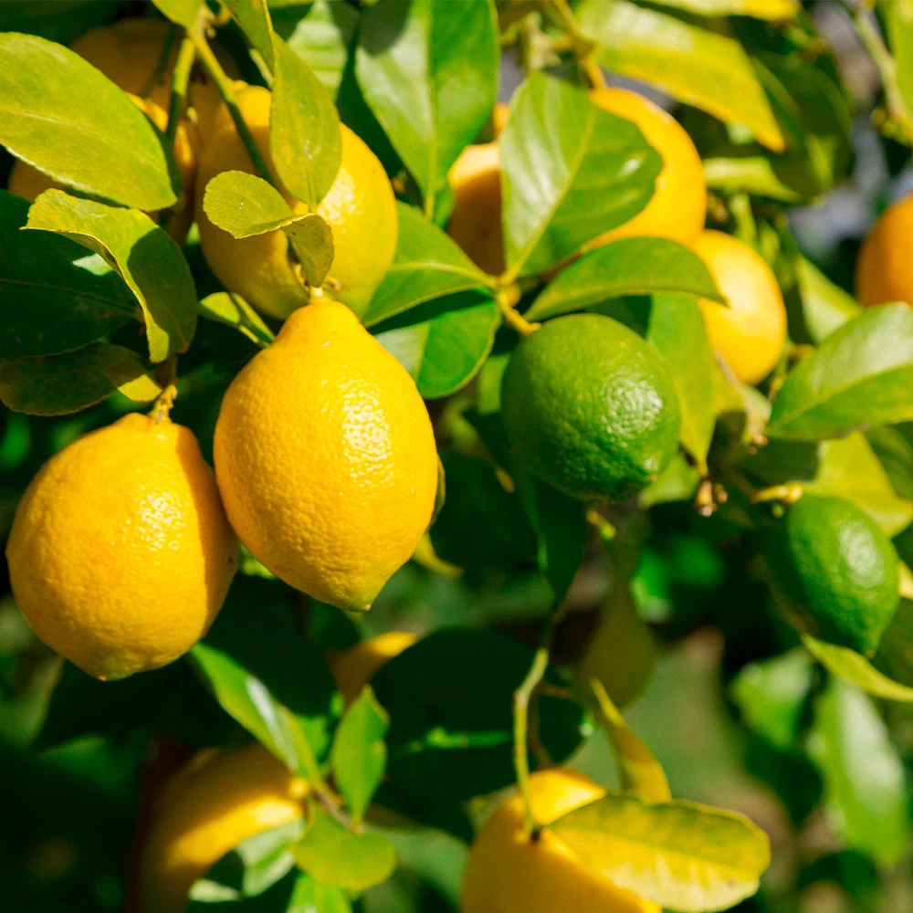 Lemon-Lime Citrus Tree - Image 2