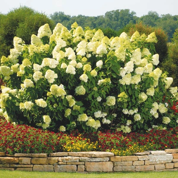 Limelight Hydrangea Shrub