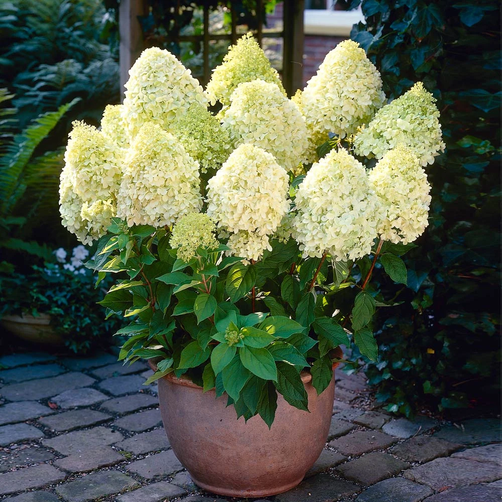 Limelight Hydrangea Shrub - Image 3
