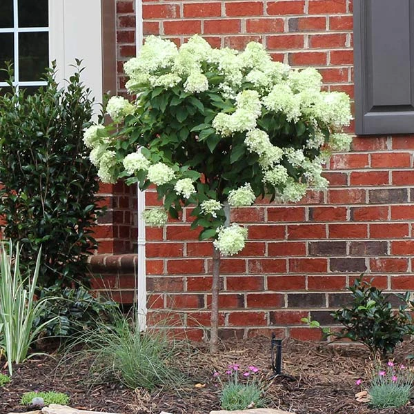 Little Lime® Hydrangea Tree