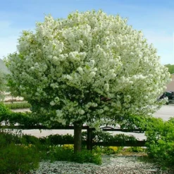LollipopĀ® Crabapple Tree