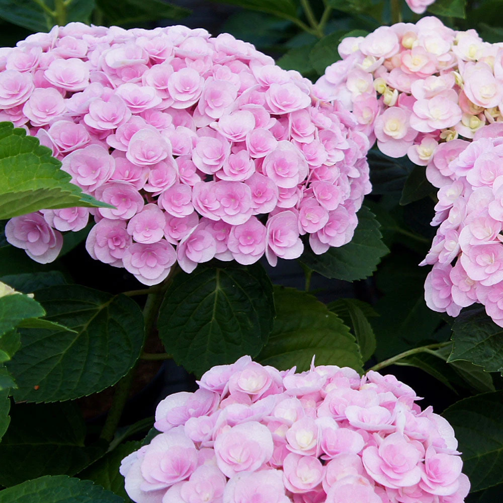 Love Hydrangea Shrub - Image 3