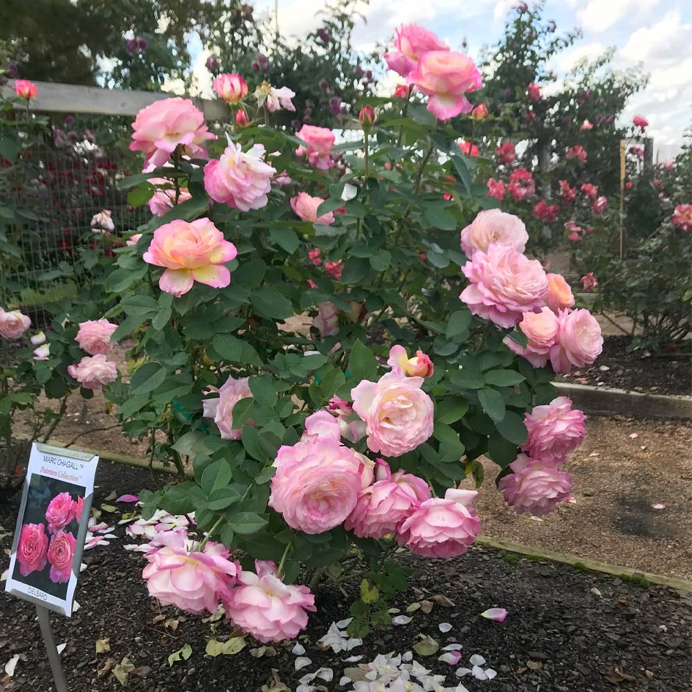 Marc Chagallâ„¢ Rose - Image 3