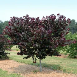 Merlot Redbud Tree