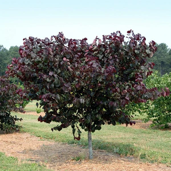 Merlot Redbud Tree