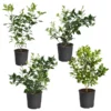 Citrus Bush Variety Kit