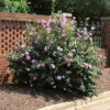 Minerva Rose Of Sharon Althea Shrub