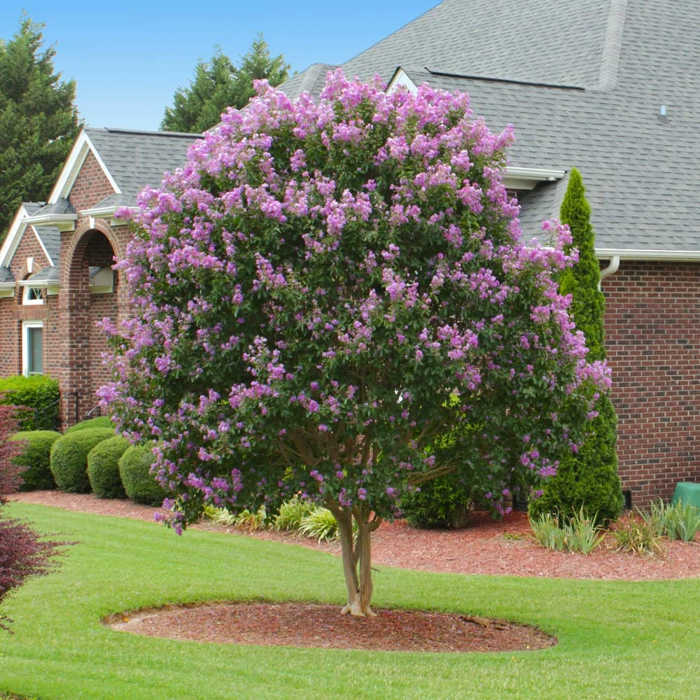 Muskogee Crape Myrtle Tree - Image 2