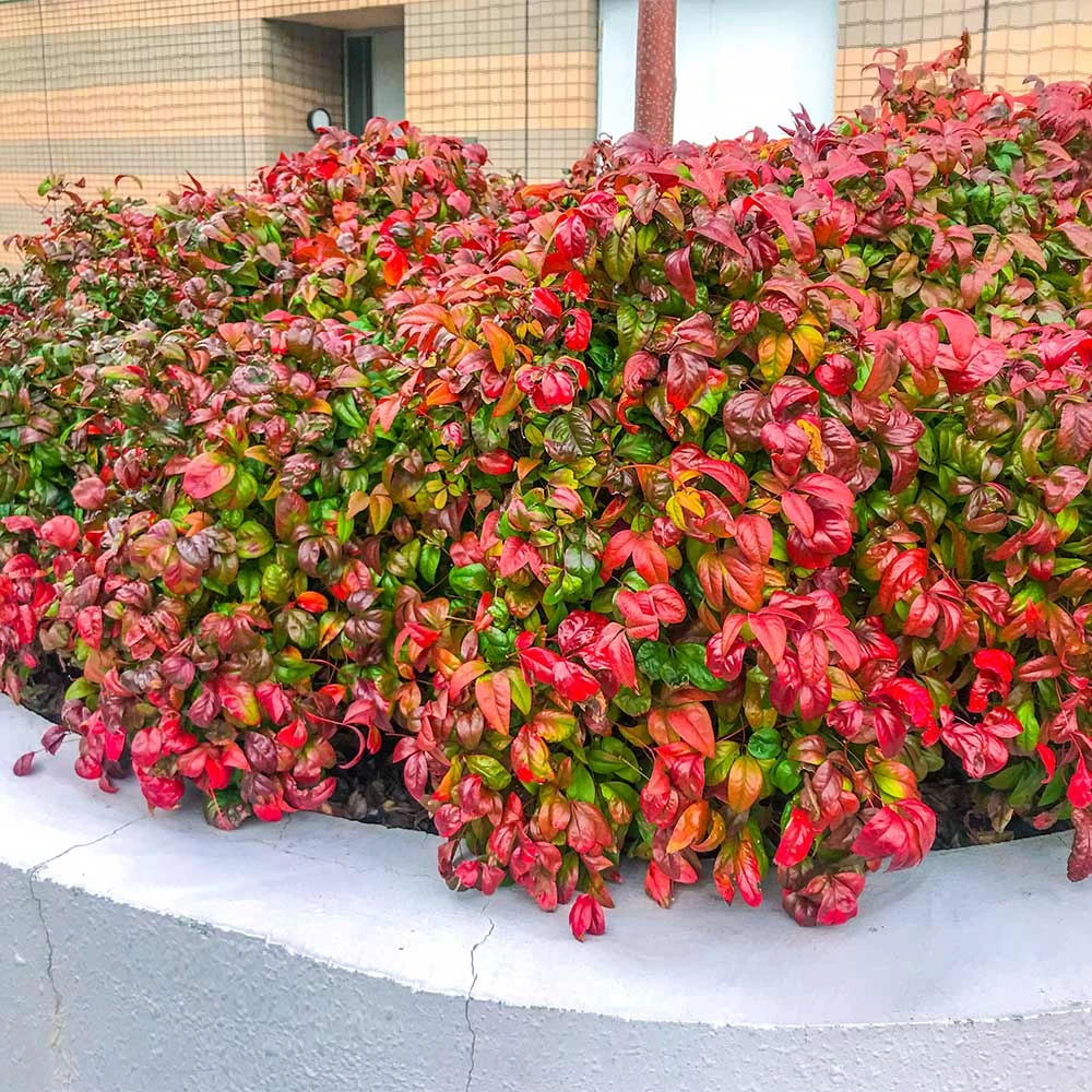 Fire Power Nandina Shrub - Image 2