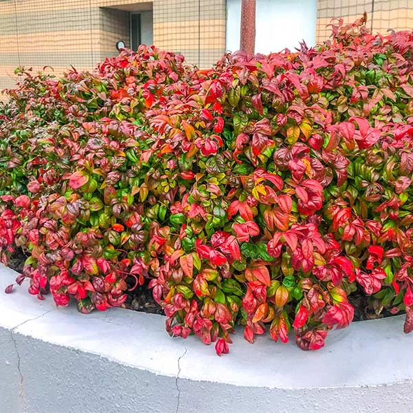 Fire Power Nandina Shrub