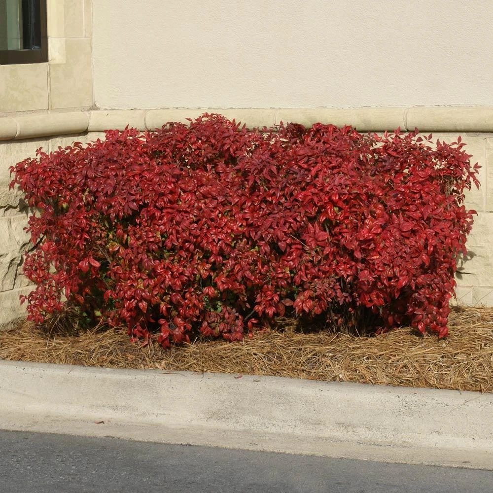 Obsession™ Nandina Shrub - Image 2