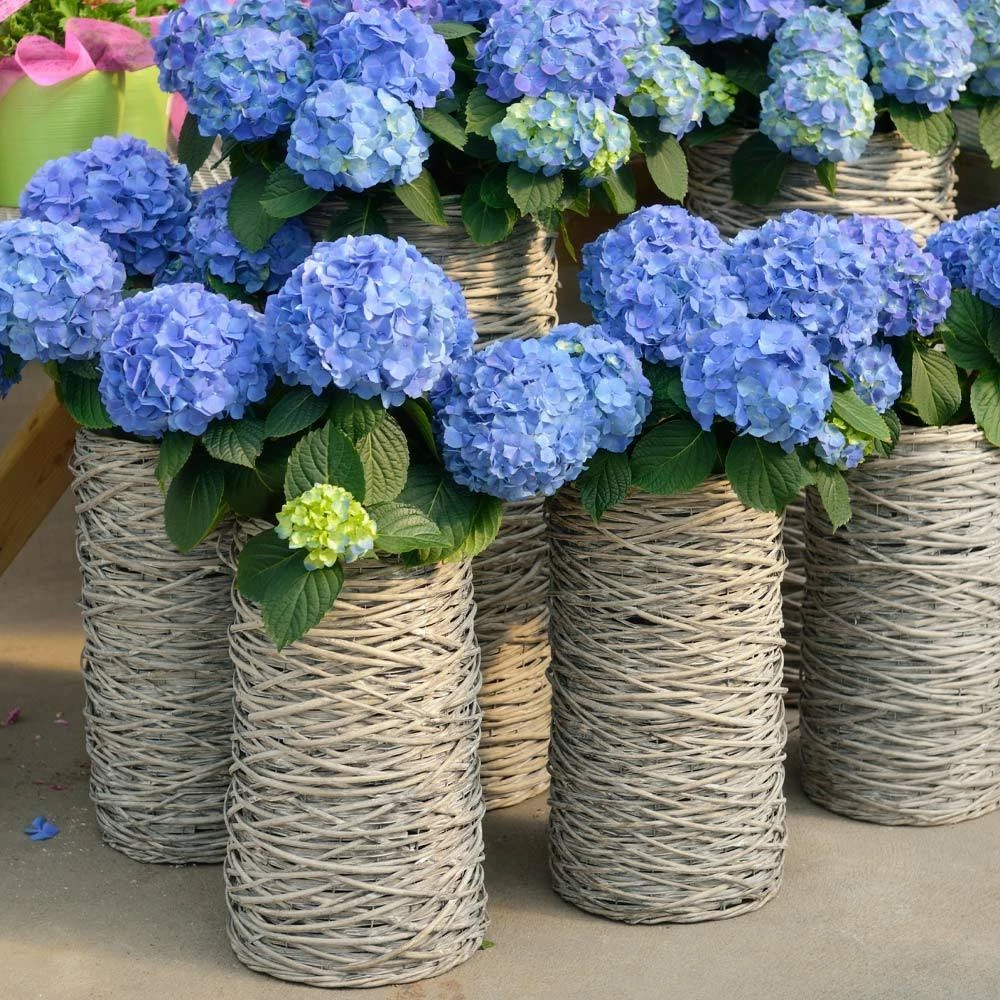 Nikko Blue Hydrangea Shrub - Image 4