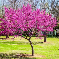 Oklahoma Redbud Tree