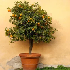 Owari Satsuma Tree