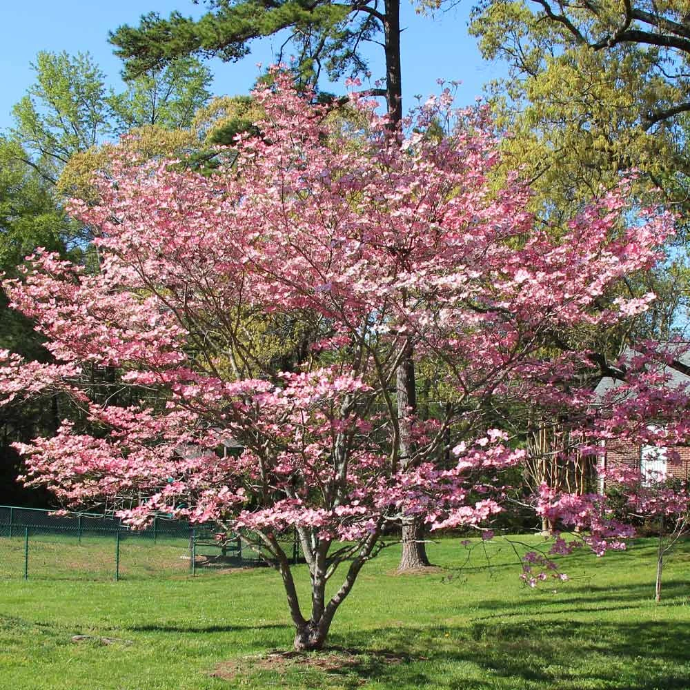 Pink Dogwood Tree - Image 3