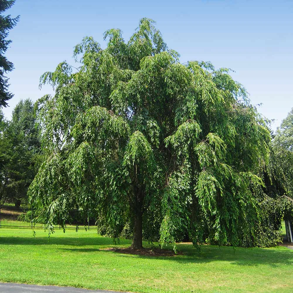 Pink Weeping Cherry Tree - Image 4