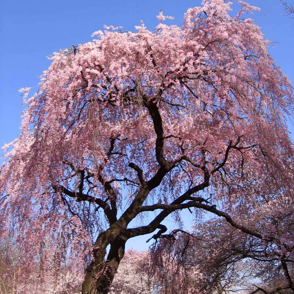 Pink Weeping Cherry Tree - Image 2