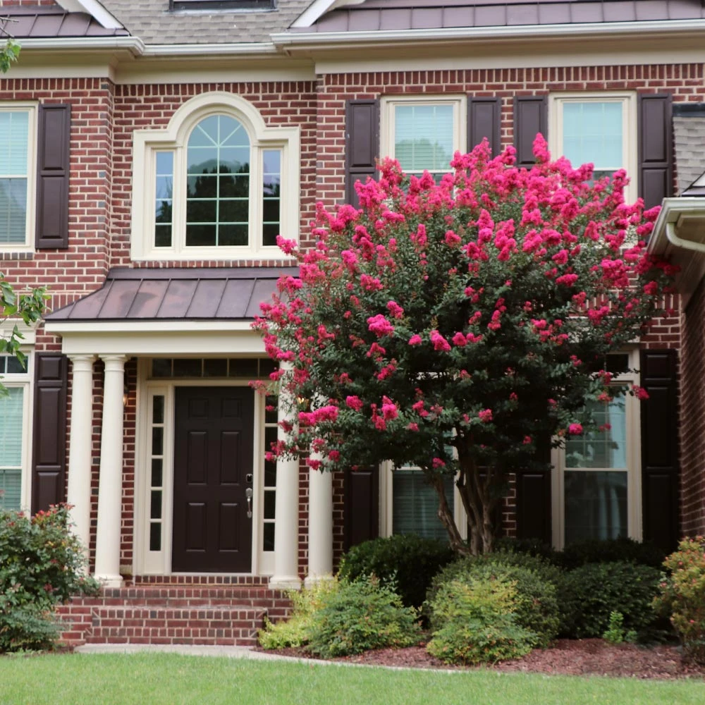 Pink Velour Crape Myrtle Tree - Image 2
