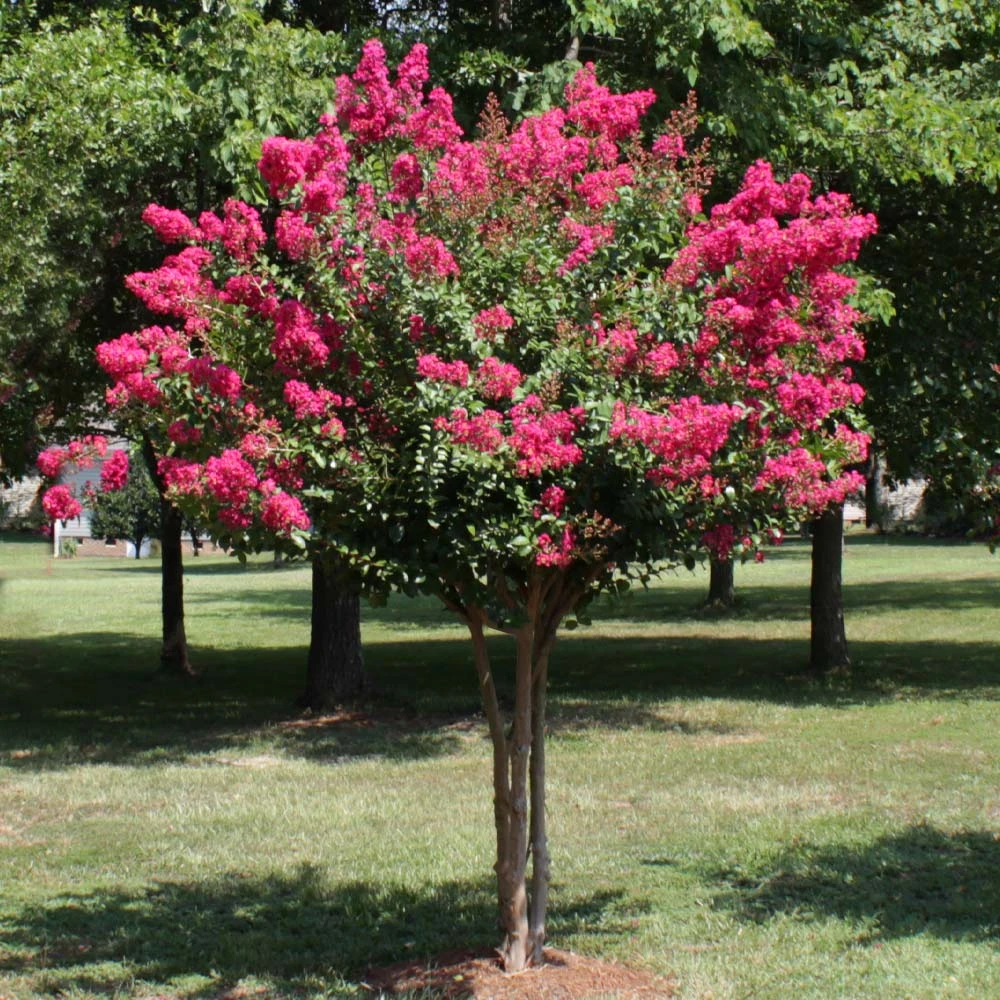 Pink Velour Crape Myrtle Tree - Image 4