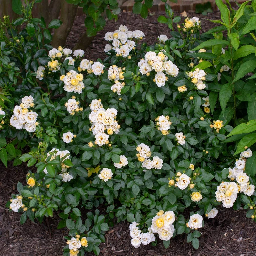 Popcorn Drift® Rose - Image 3