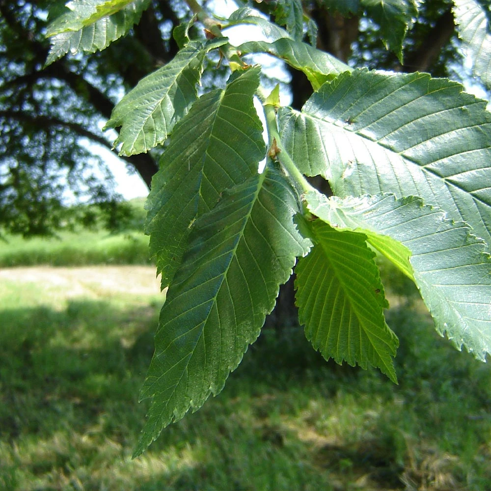 Prairie Expedition® Elm Tree - Image 2